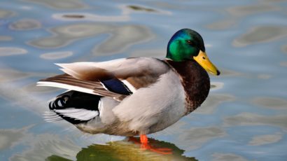Itchy After Swimming? It Could Be Duck Fleas