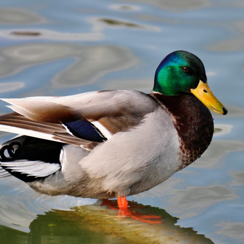 Itchy After Swimming? It Could Be Duck Fleas