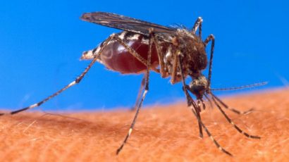 Zika Virus: What Is It And Is There Anything You Need To Do To Protect Yourself?