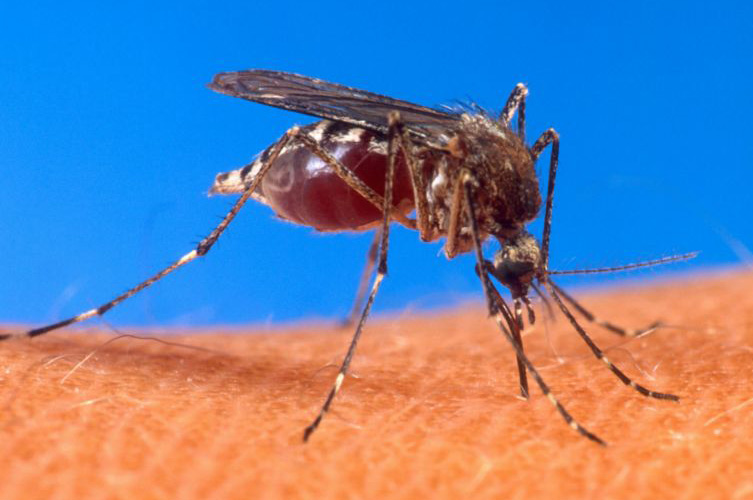 Zika Virus: What Is It And Is There Anything You Need To Do To Protect Yourself?