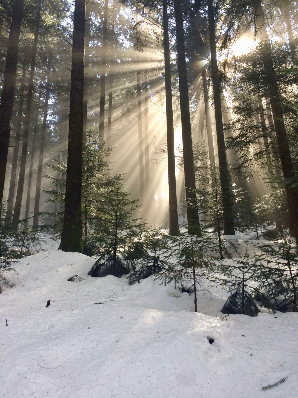 Sun shining through trees onto snow