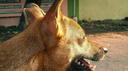 Rabies Awareness