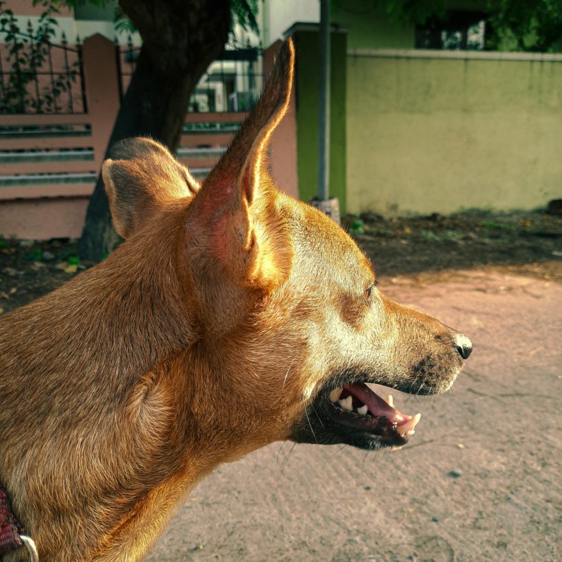 Rabies Awareness