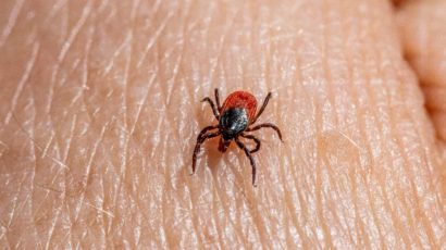 Tick Season in Switzerland