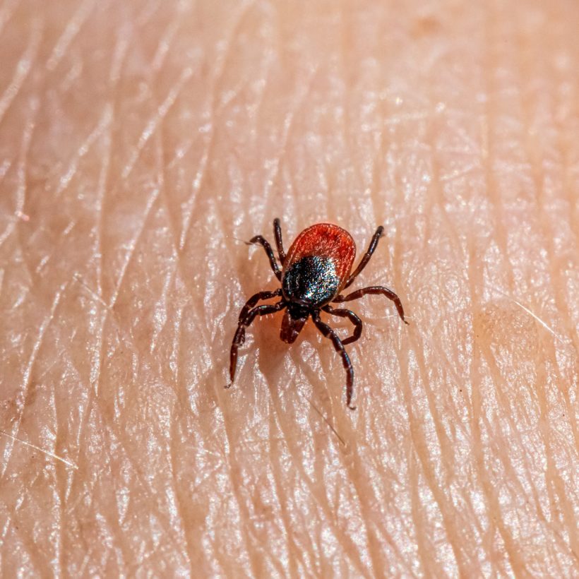 Tick Season in Switzerland