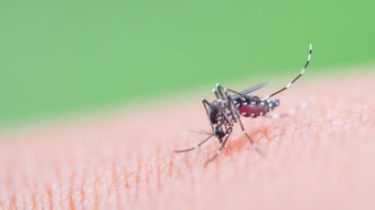Tiger Mosquitos in Switzerland