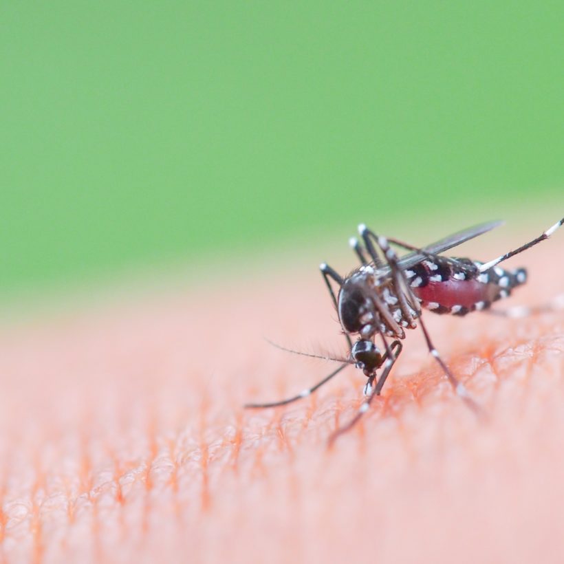 Tiger Mosquitos in Switzerland